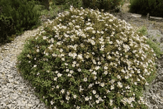 Des images de diff�rentes plantes